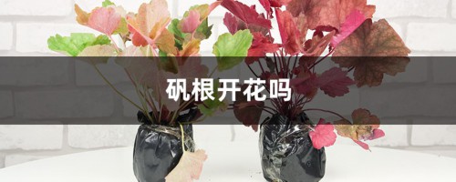 矾根开花吗