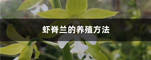 虾脊兰的养殖方法