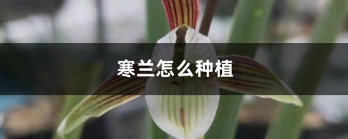 寒兰怎么种植