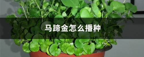 马蹄金怎么播种